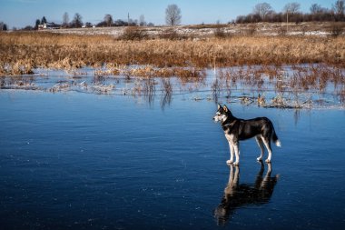 Kışın buzun üzerinde duran safkan kurt.
