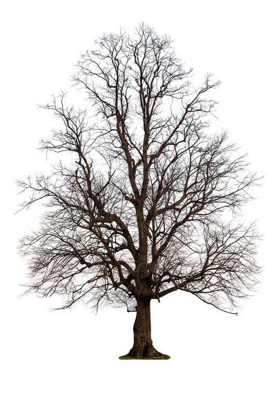 Bare Autumn Tree Isolated White — Stock Photo, Image