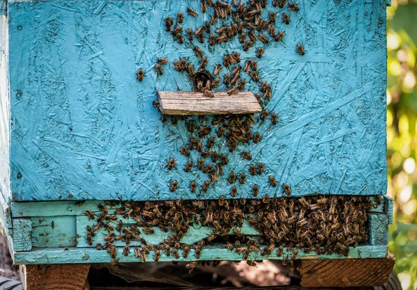 Bees Swarm Exit Hive Apiary Theme — Stock Photo, Image