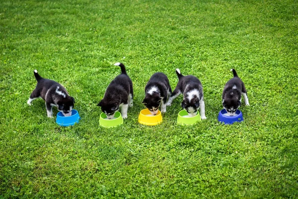 Five Husky Puppies Eat Bowls Green Grass —  Fotos de Stock