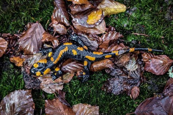Fire Spotted Salamander Walking Green Moss Dry Leaves Forest — стоковое фото
