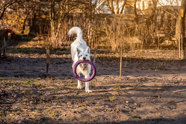 Портрет Білої Собаки Грає Кільцем — стокове фото