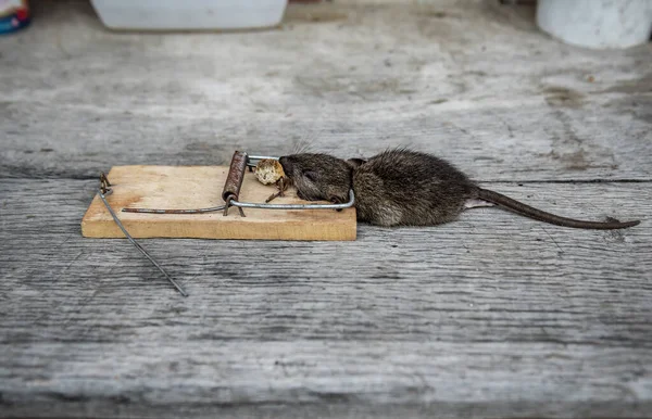 Dode Rat Dodelijk Gevangen Een Val — Stockfoto