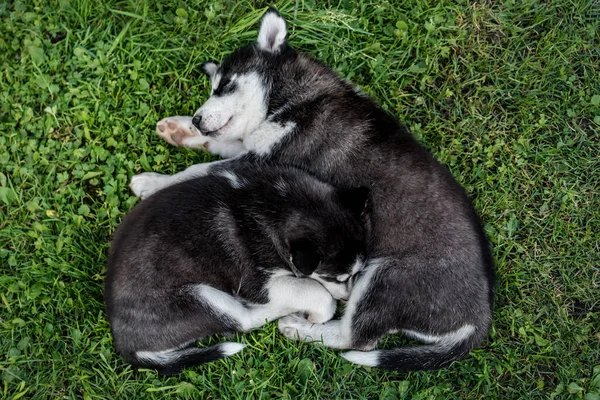 Dois Filhotes Cachorro Husky Dormindo Grama Verde — Fotografia de Stock