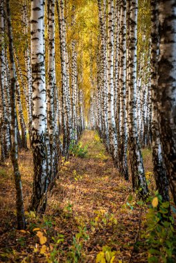 yemyeşil sarı sonbahar huş ağaçları olan manzara