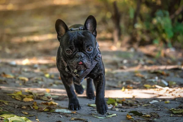 Porträtt Rolig Och Söt Svart Fransk Bulldogg — Stockfoto