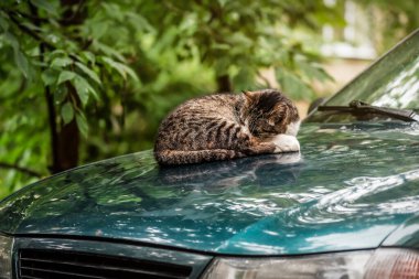 cute striped cat sleeps on the hood of the car