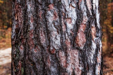 çam ağacı kabuğu bir doku olarak