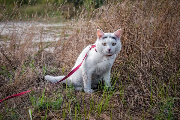 Cat Funny Coloring Leash Tall Grass —  Fotos de Stock