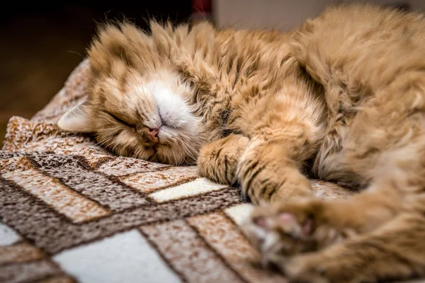 Милий Пухнастий Сонний Червоний Перський Кіт — стокове фото