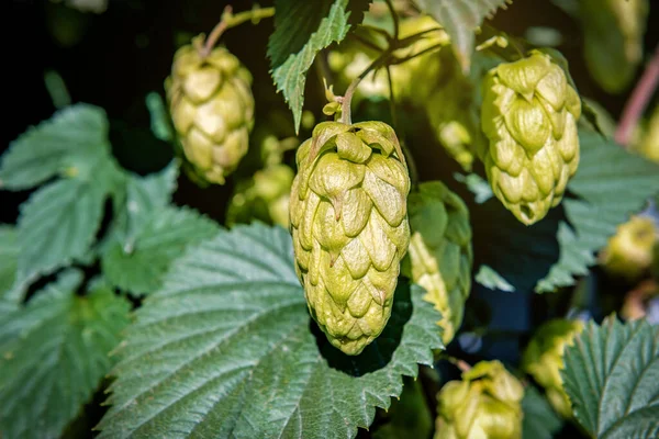 Saftige Hopfenzapfen Mit Blättern Sonnenlicht — Stockfoto