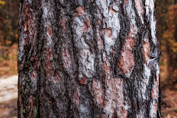 çam ağacı kabuğu bir doku olarak