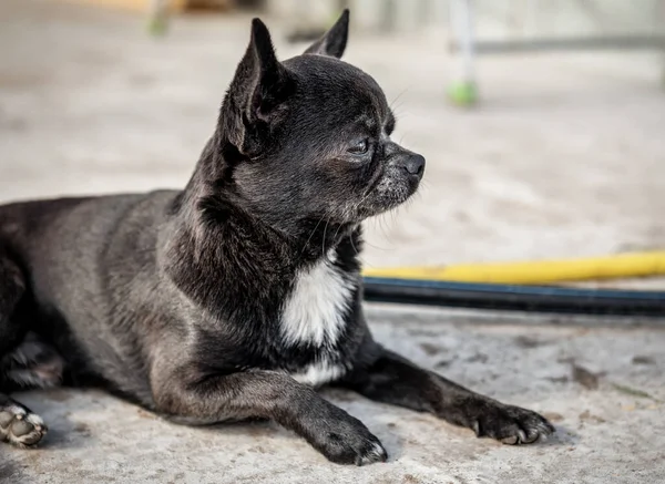 Porträtt Smart Svart Chihuahua — Stockfoto