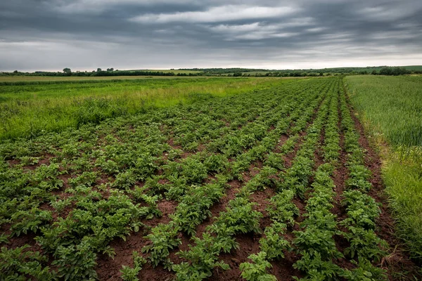 Rows Green Sprouted Potatoes Field Stormy Cloudy Sky — Stok fotoğraf