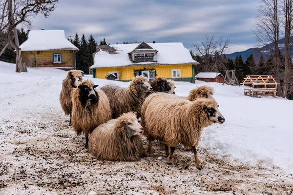 Herd Sheep Farm Winter Mountains — Stock Photo, Image