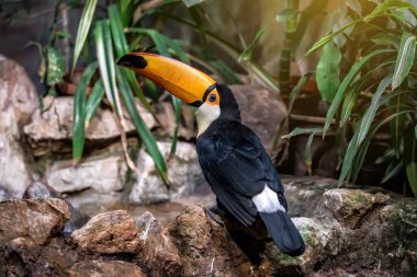 Bir taşın üzerinde yaşayan bir Toucan