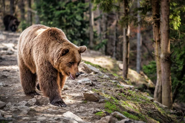 Oso Pardo Bosque Cárpatos Gran Oso Marrón Oso Camina Bosque — Foto de Stock