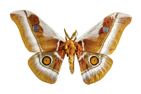 Obrovský Barevný Africký Císař Moth Motýl Gonimbrasia Zambesina Fena Izolovaný — Stock fotografie