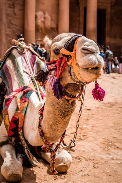 Cammello Nell Antica Città Nabatea Petra Giordania Meridionale — Foto Stock