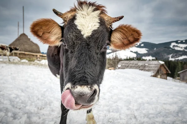 Crazy smiling cow with tongue in nose on the snow