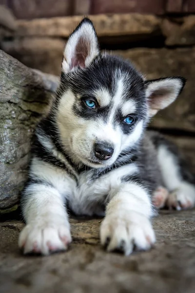 Lindo Mentiroso Ojos Azules Husky Cachorro —  Fotos de Stock