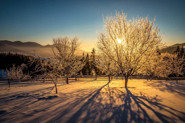 霜と冬の夕日に覆われた凍った木 — ストック写真