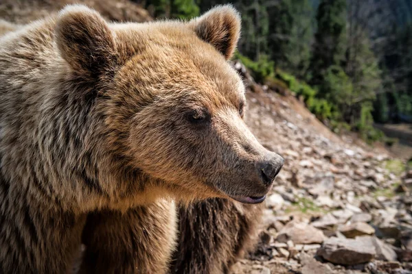 Retrato Oso Pardo Real Reserva Rehabilitación Cárpatos — Foto de Stock