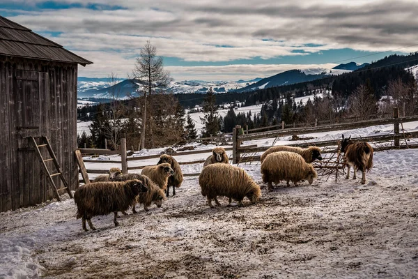 Flock Sheep Snow Winter Mountains — Stock Photo, Image