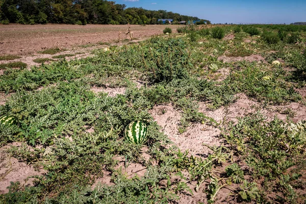 Csíkos Zöld Görögdinnye Pályán Édes Ízletes Organikus Gyümölcsök Ültetvénye — Stock Fotó