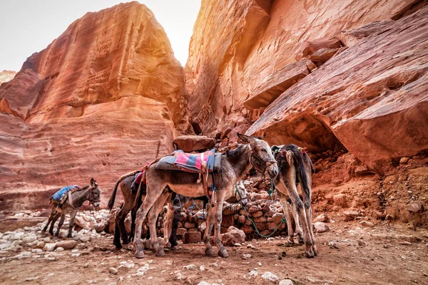 Burro Mula Con Una Silla Espalda Una Zona Roja Desierta — Foto de Stock