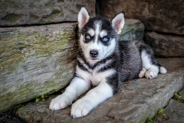 Bonito Descansando Cachorro Husky Com Olhos Azuis — Fotografia de Stock