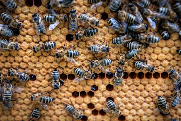 Biene Auf Waben Mit Honigscheiben Schneidet Nektar Die Zellen Makroaufnahme — Stockfoto