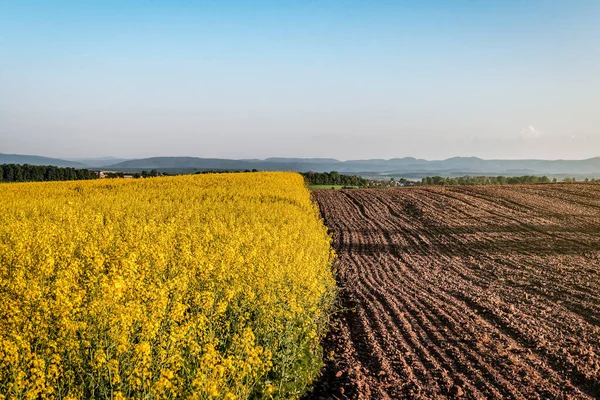 Campo Violación Amarillo Floreciente Suelo Arado — Foto de Stock