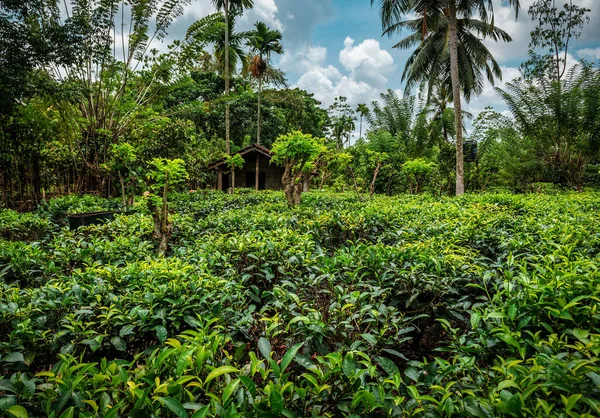 Green Lush Tea Plantation Palm Trees Sri Lanka — Stock Photo, Image