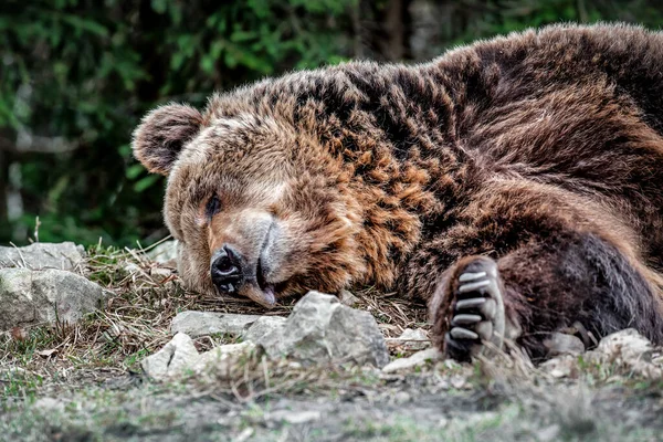 Retrato Feliz Dormir Urso Marrom Maduro Floresta — Fotografia de Stock