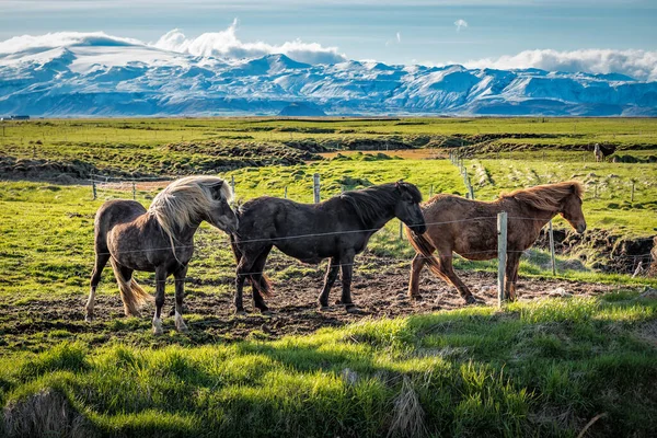 Icelandic Horses Icelandic Horse Breed Horse Developed Iceland Beautiful Landscape — Stock Photo, Image