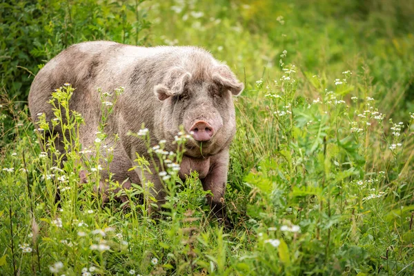 Fat mother pig grazing the grass on green field