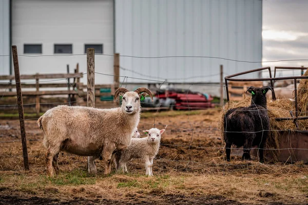 Mère Mouton Avec Ses Deux Bébés Regardant Dans Caméra Des — Photo
