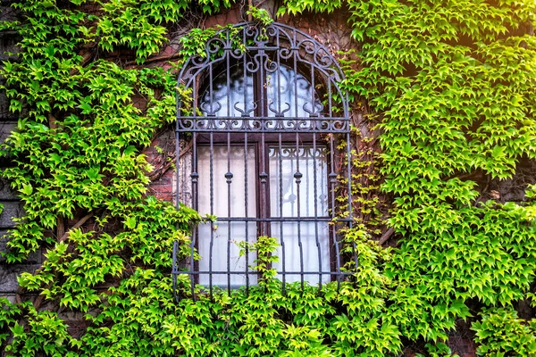 Altes Fenster Umgeben Von Üppigen Kriechenden Efeupflanzen — Stockfoto