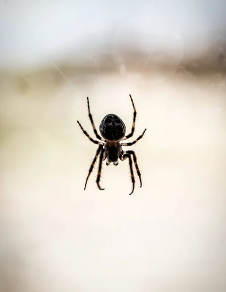 Silhouette Live Predatory Spider Web — Stock Photo, Image