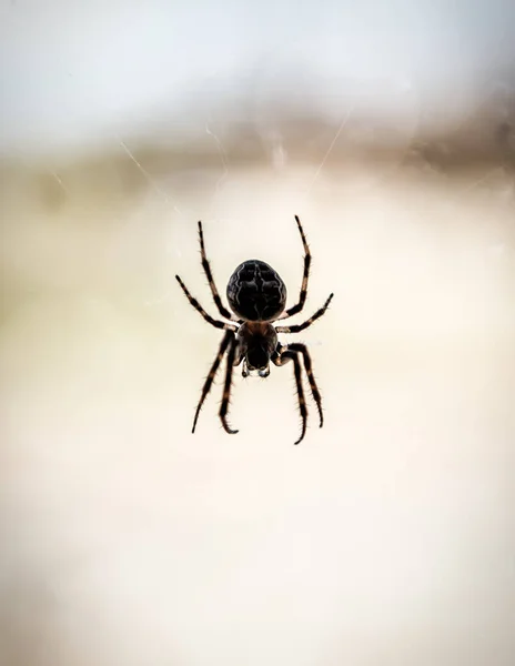 Silhouette Live Predatory Spider Web Stock Picture