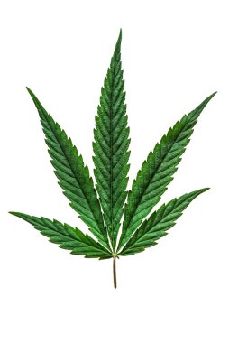 Kenevir, marihuana yaprağı beyaza izole edilmiş.