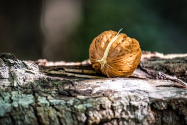 Ağaçtan düşmüş olgun ceviz ormanında