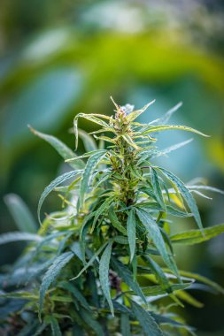 Gür ve yeşil marihuana kenevir dalı