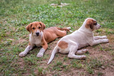 Çimlerin üzerinde yatan iki sevimli köpek yavrusu.