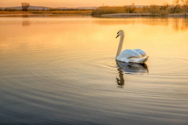 Retrato Hermoso Cisne Blanco Lago Estanque Atardecer — Foto de Stock