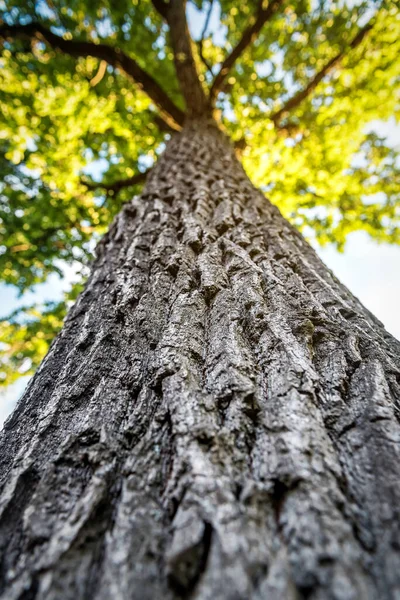 秋の森の中の大きな古いオークの木の樹皮 — ストック写真