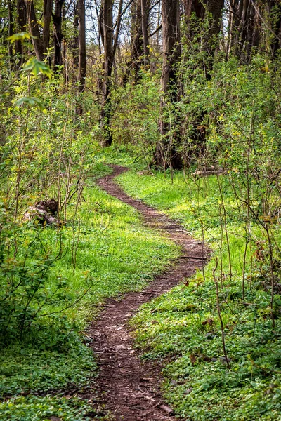 İlkbahar ormanının ortasında yeşil bitki ve ağaçlarla çevrili kıvrımlı bir patika.