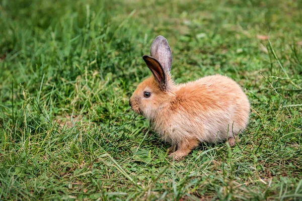 绿草上可爱的棕色兔子 — 图库照片