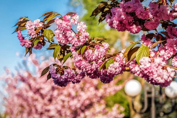 Bujne Kwitnące Kwiaty Sakura Wiosną — Zdjęcie stockowe